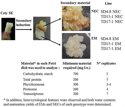 Cytological, Biochemical and Molecular Events of the Embryogenic State in Douglas-fir (Pseudotsuga menziesii [Mirb.])